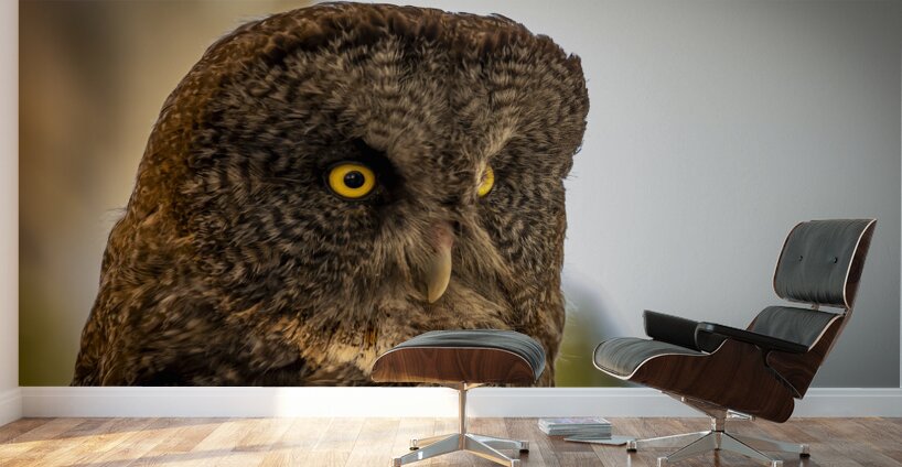 Owl Wall Murals