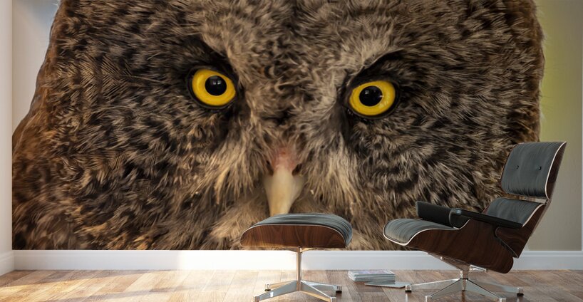 Owls Gaze Wall Murals