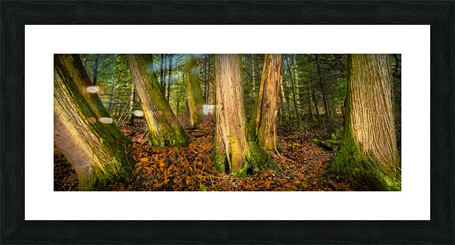 Tree Grove Picture Frame print