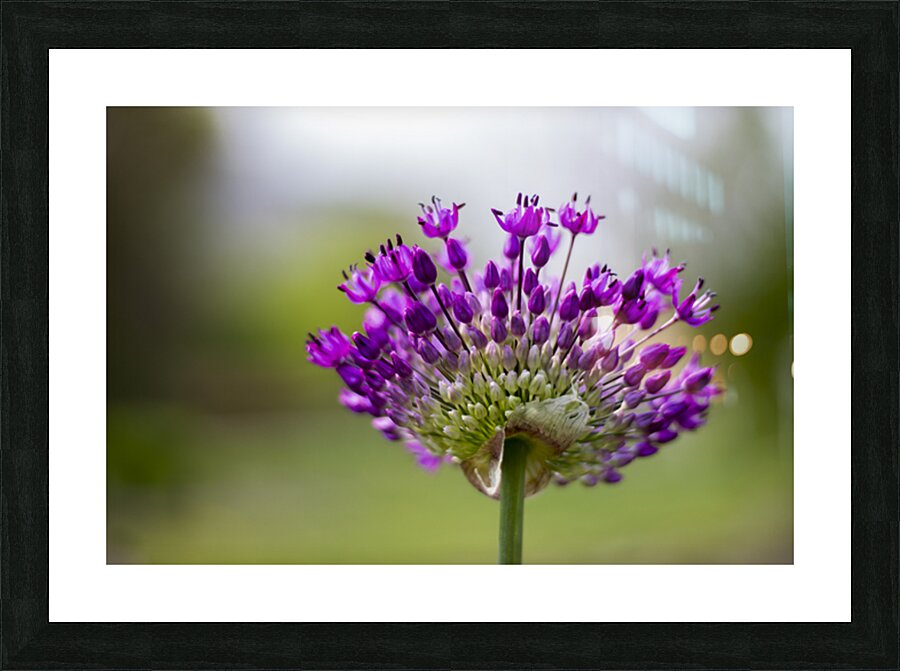 Allium Flower Picture Frame print