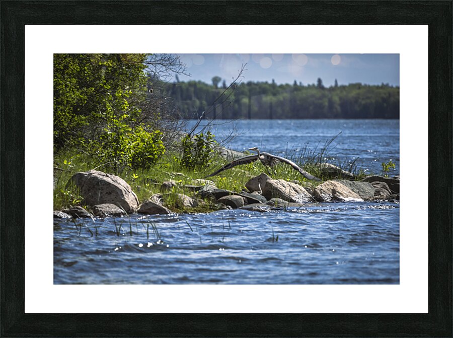 Blue Herons Flight Picture Frame print