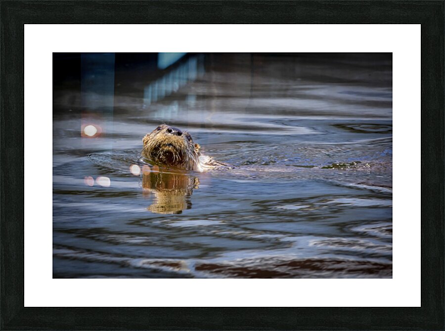Otter Picture Frame print