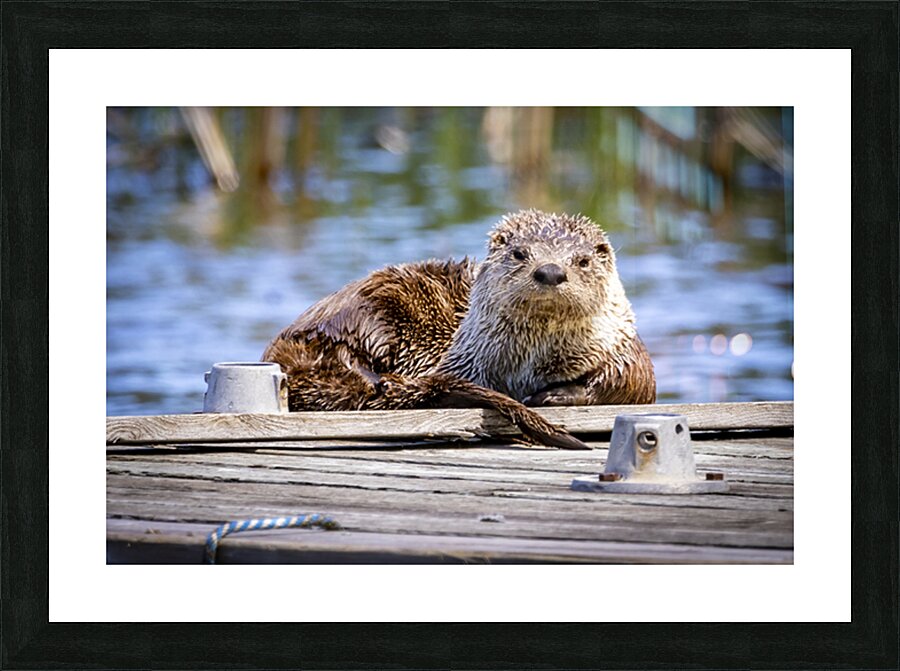 Otter Picture Frame print