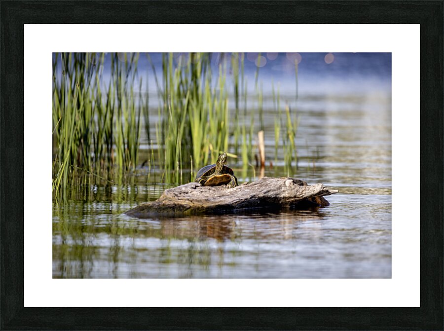 Painted Turtle Picture Frame print