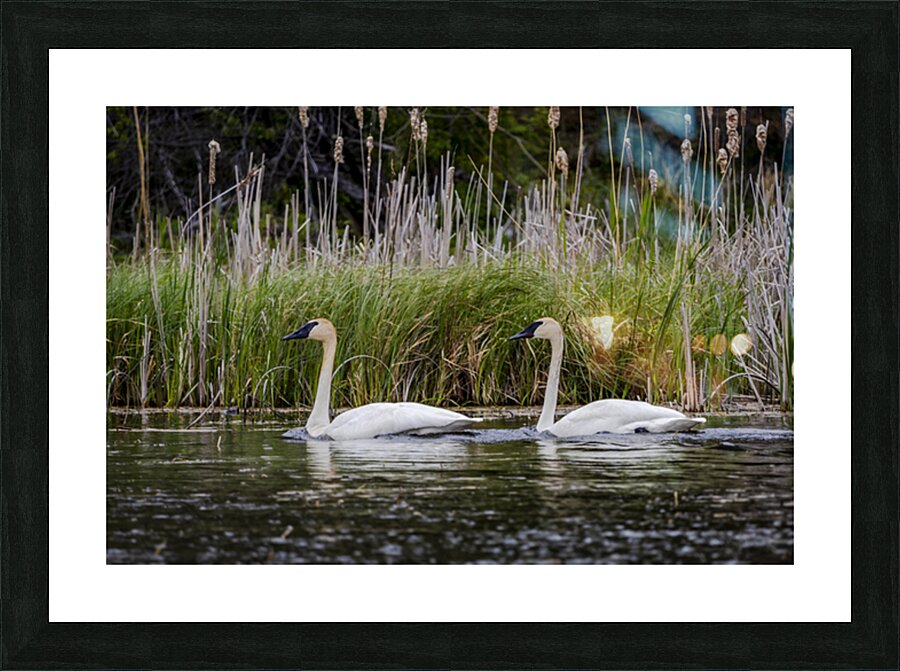 Trumpeter Swans Picture Frame print