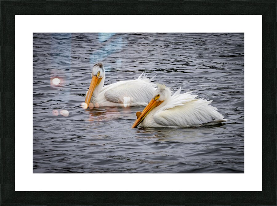 Pelicans Picture Frame print
