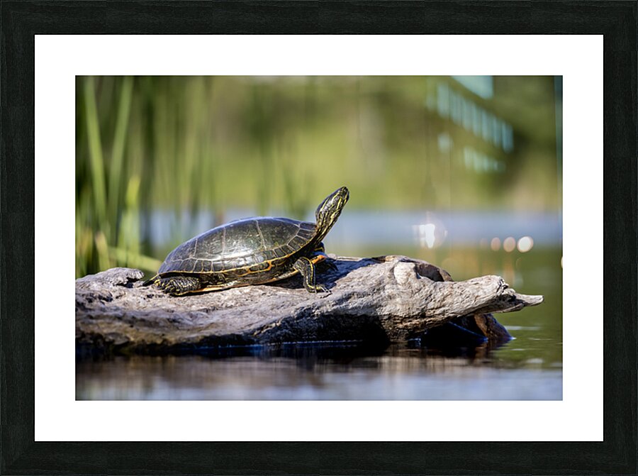 Painted Turtle Picture Frame print