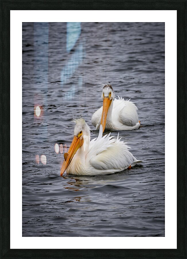 Pelicans Picture Frame print