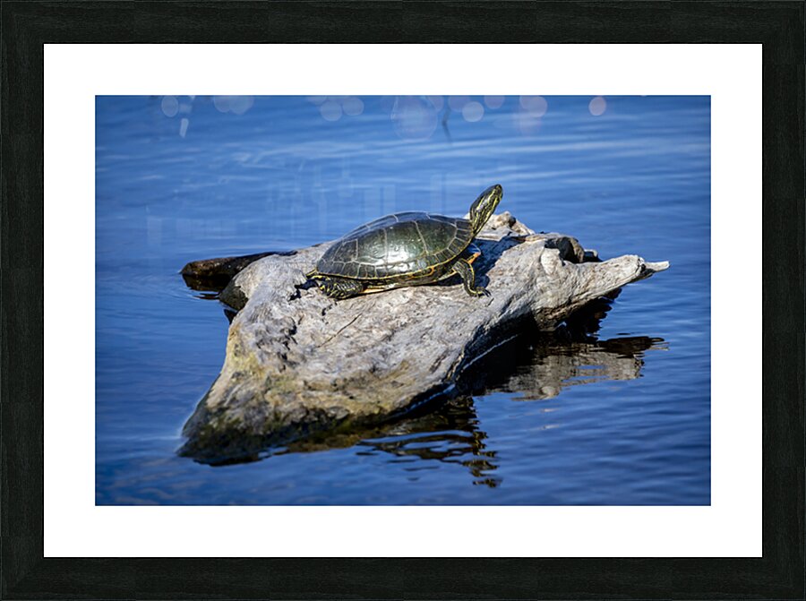 Painted Turtle Picture Frame print