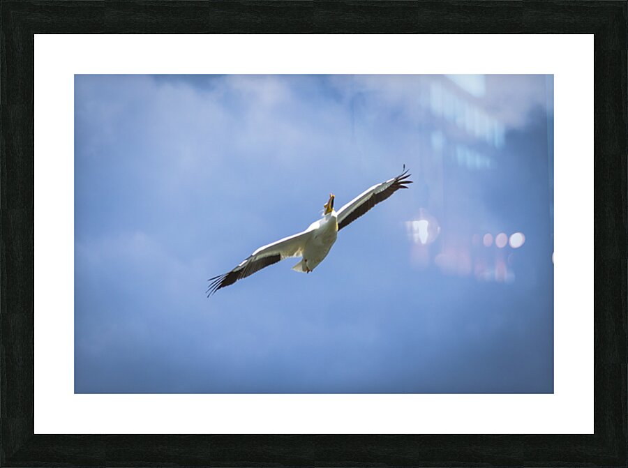 Pelican Picture Frame print