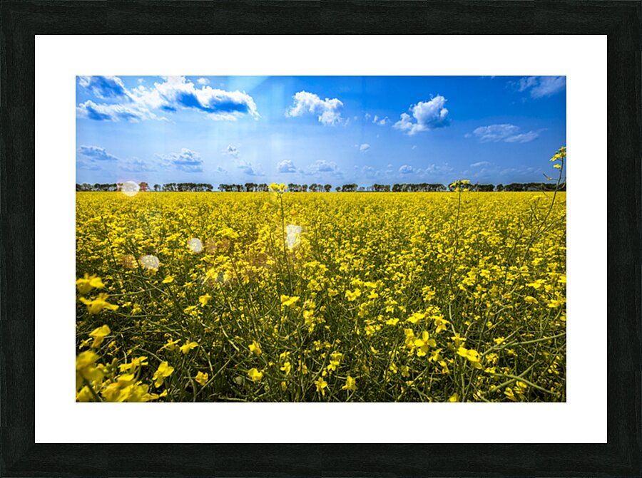 Canola Field Picture Frame print