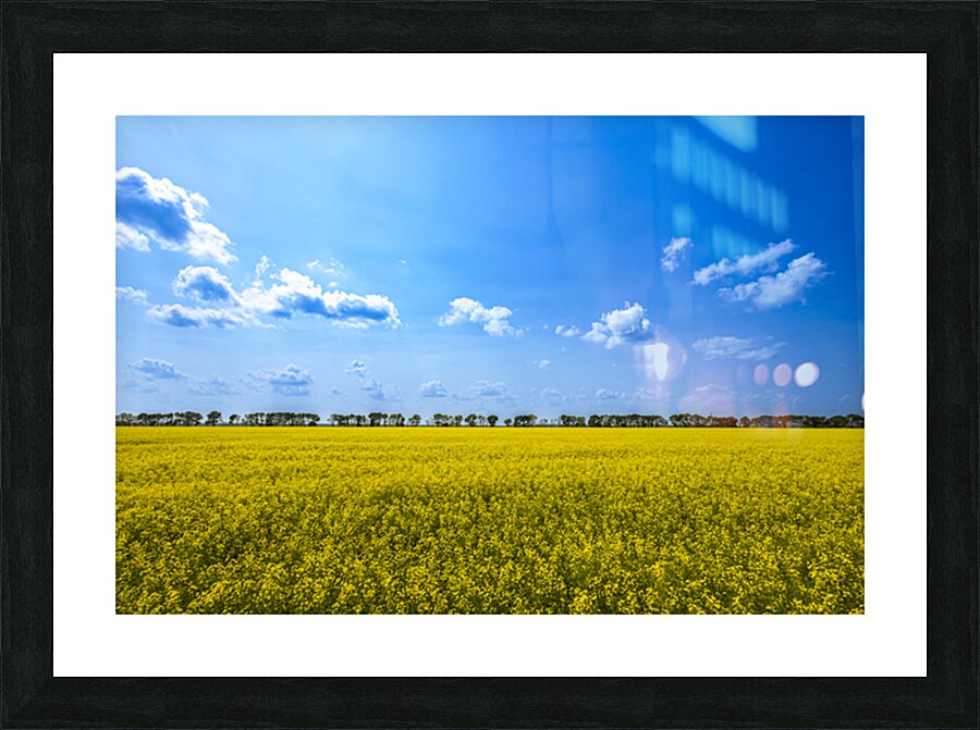 Canola Field Picture Frame print
