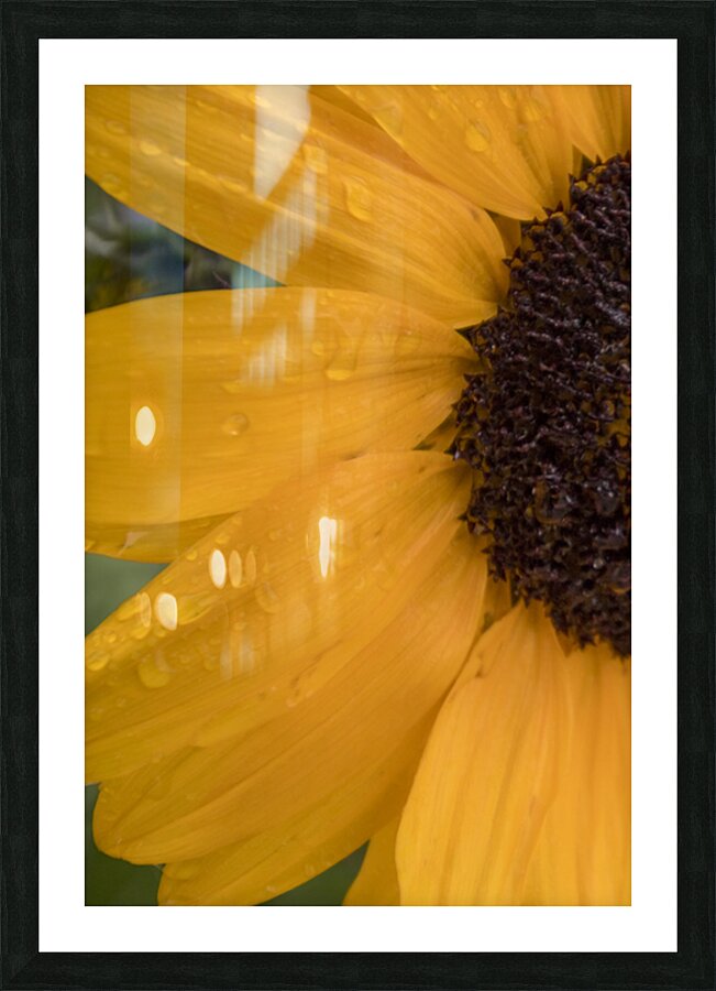 Sunflower Picture Frame print