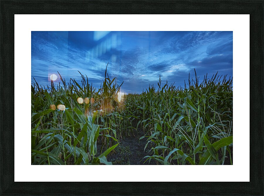 Cornfield at Sunset Picture Frame print