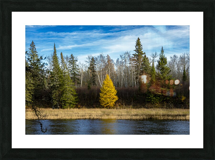 Lone Tamarack Tree Picture Frame print