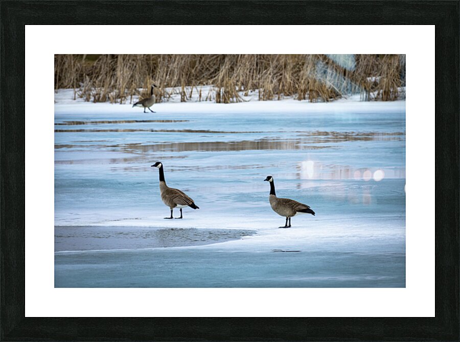 Geese During Spring Thaw Picture Frame print