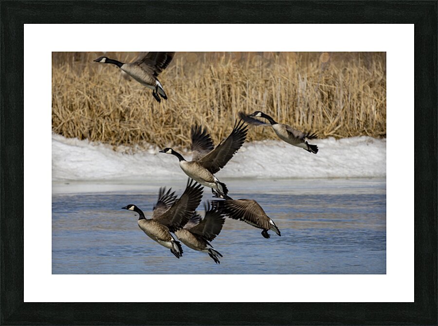 Geese in Flight Picture Frame print