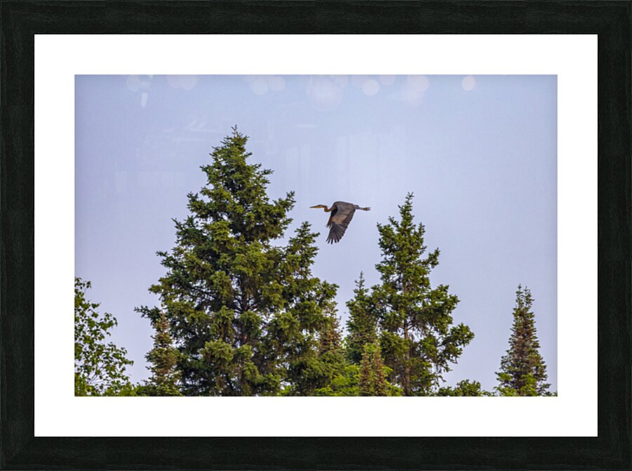 Blue Heron Over the Canopy Picture Frame print