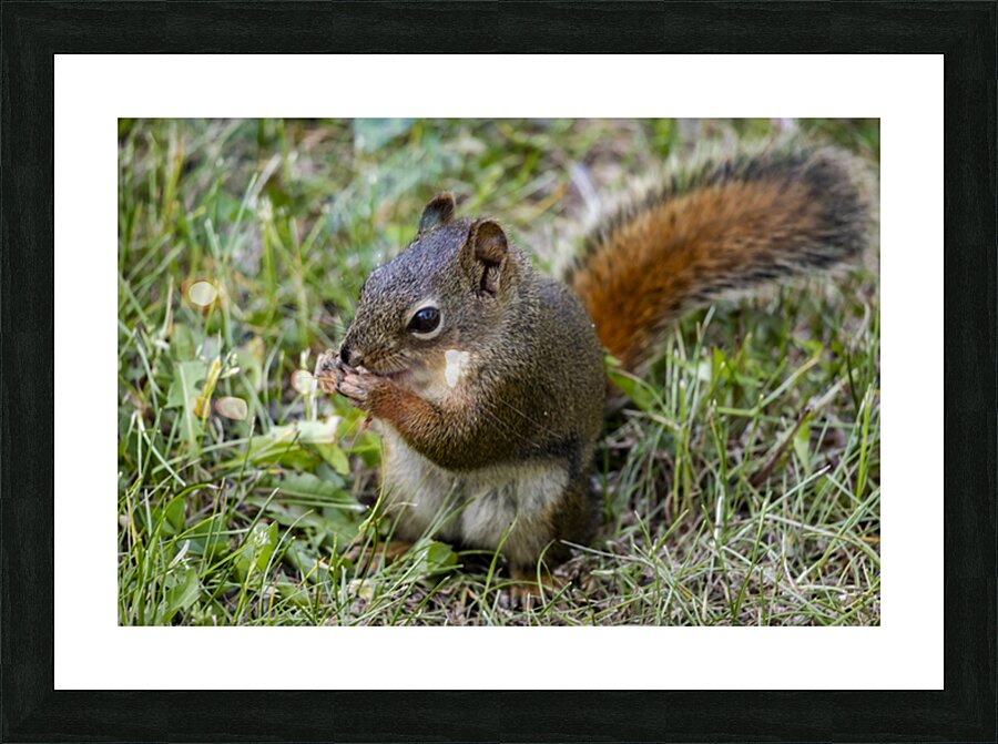 Squirrel  Picture Frame print