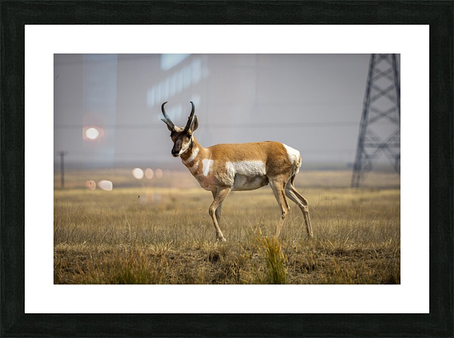 Pronghorn Antelope Picture Frame print
