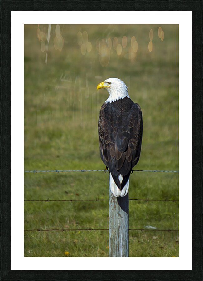 Eagle on a Fence Picture Frame print