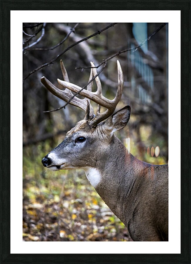 Antlers and Autumn: A Portrait of Natures Beauty Picture Frame print