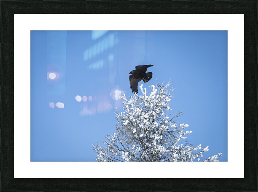 Winter Flight Picture Frame print
