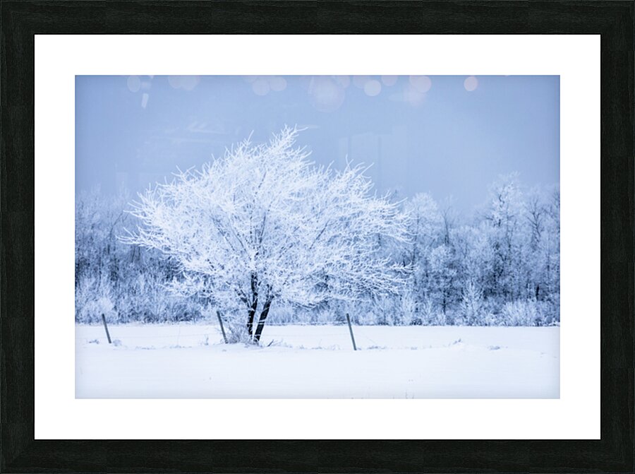 Lone Tree in Hoarfrost Picture Frame print