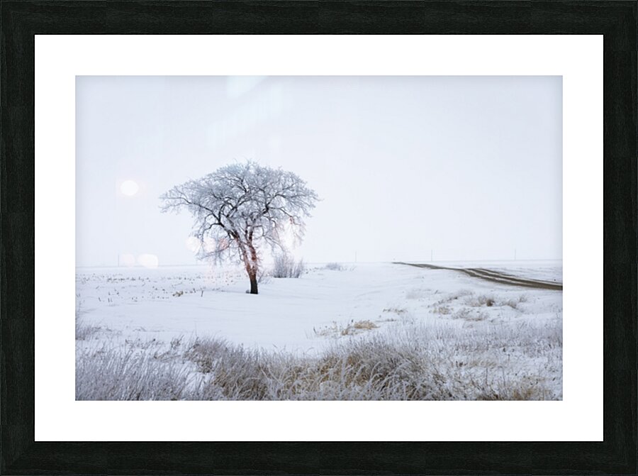 Lone Tree in Winter Fog Picture Frame print