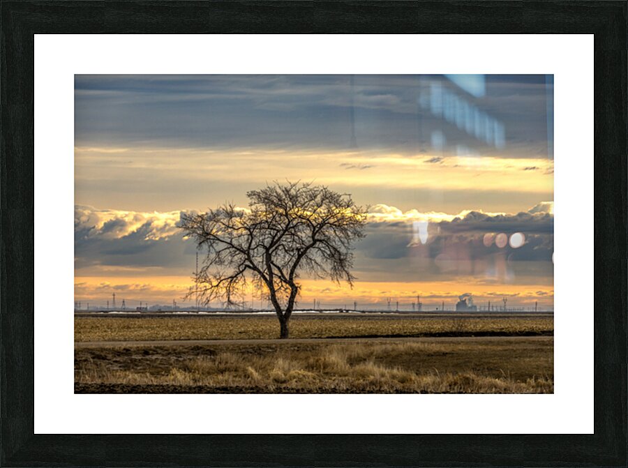 Lone Tree at Sunrise Picture Frame print