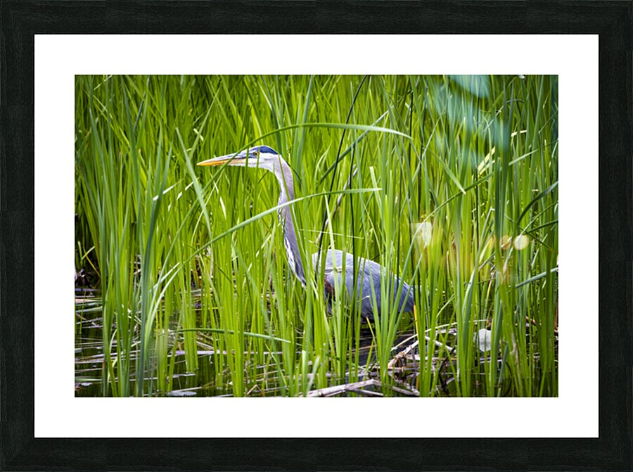 Blue Heron in Tall Grass Picture Frame print