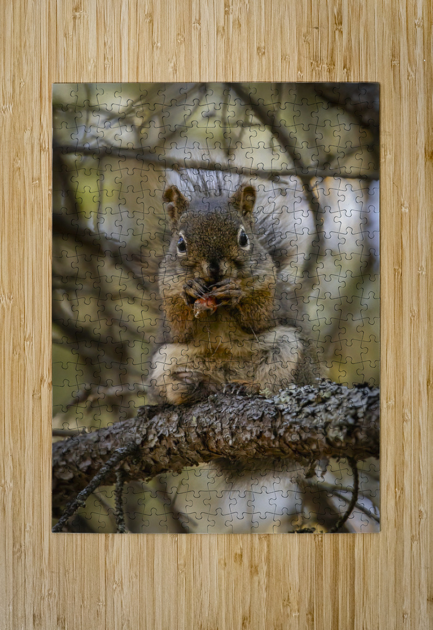 Squirrel in a Tree Marc Gilbert Photography Puzzle printing