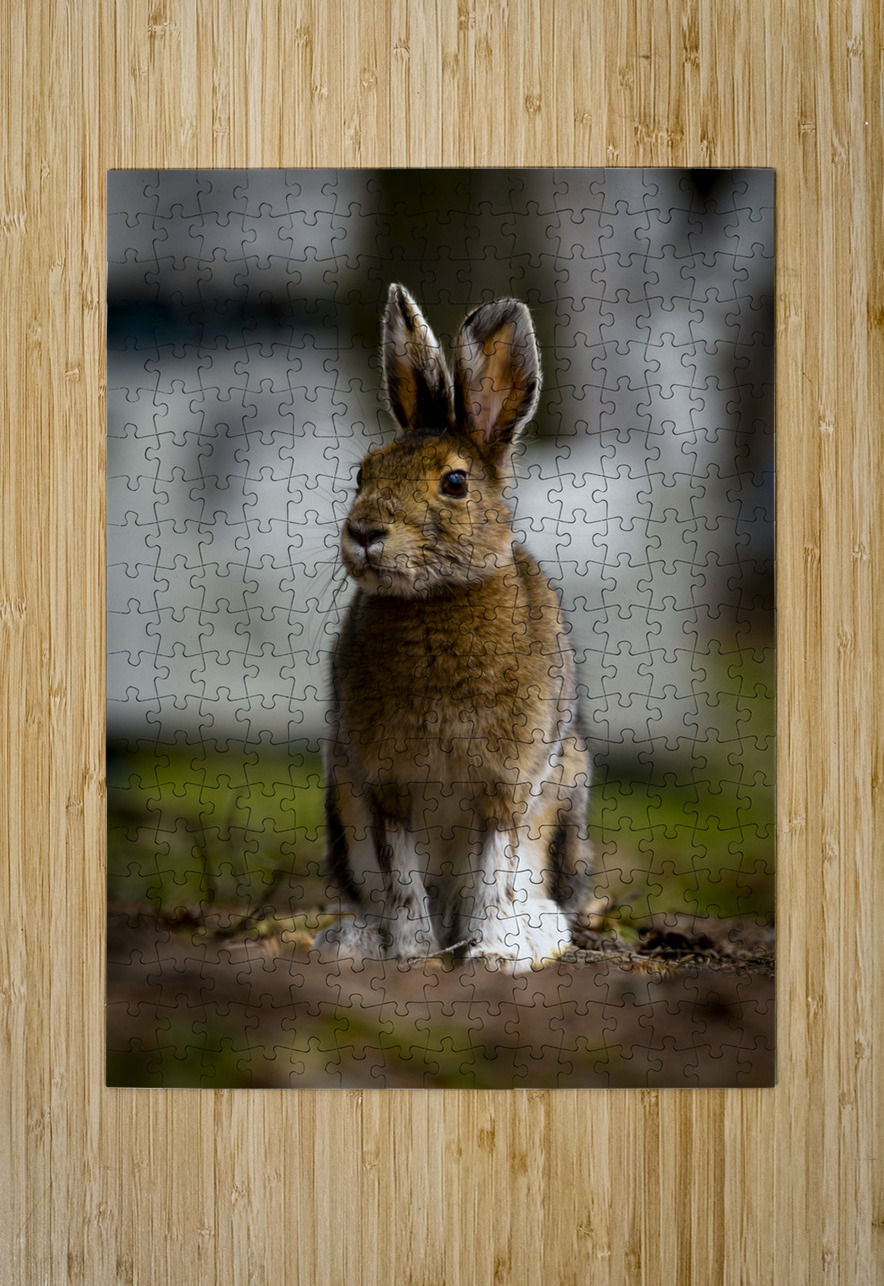 Bunny Marc Gilbert Photography Puzzle printing
