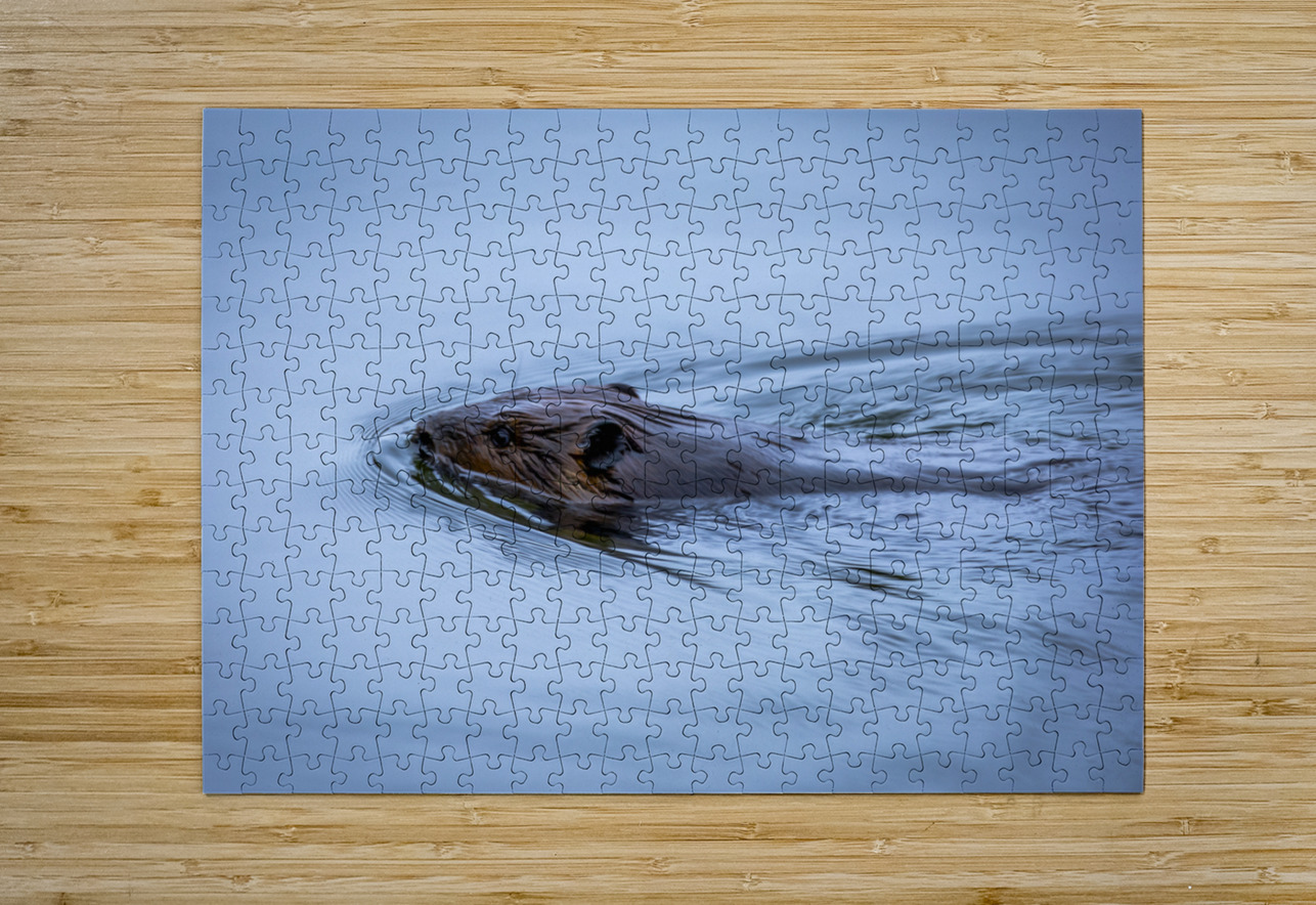 Beaver On still Waters Marc Gilbert Photography Puzzle printing
