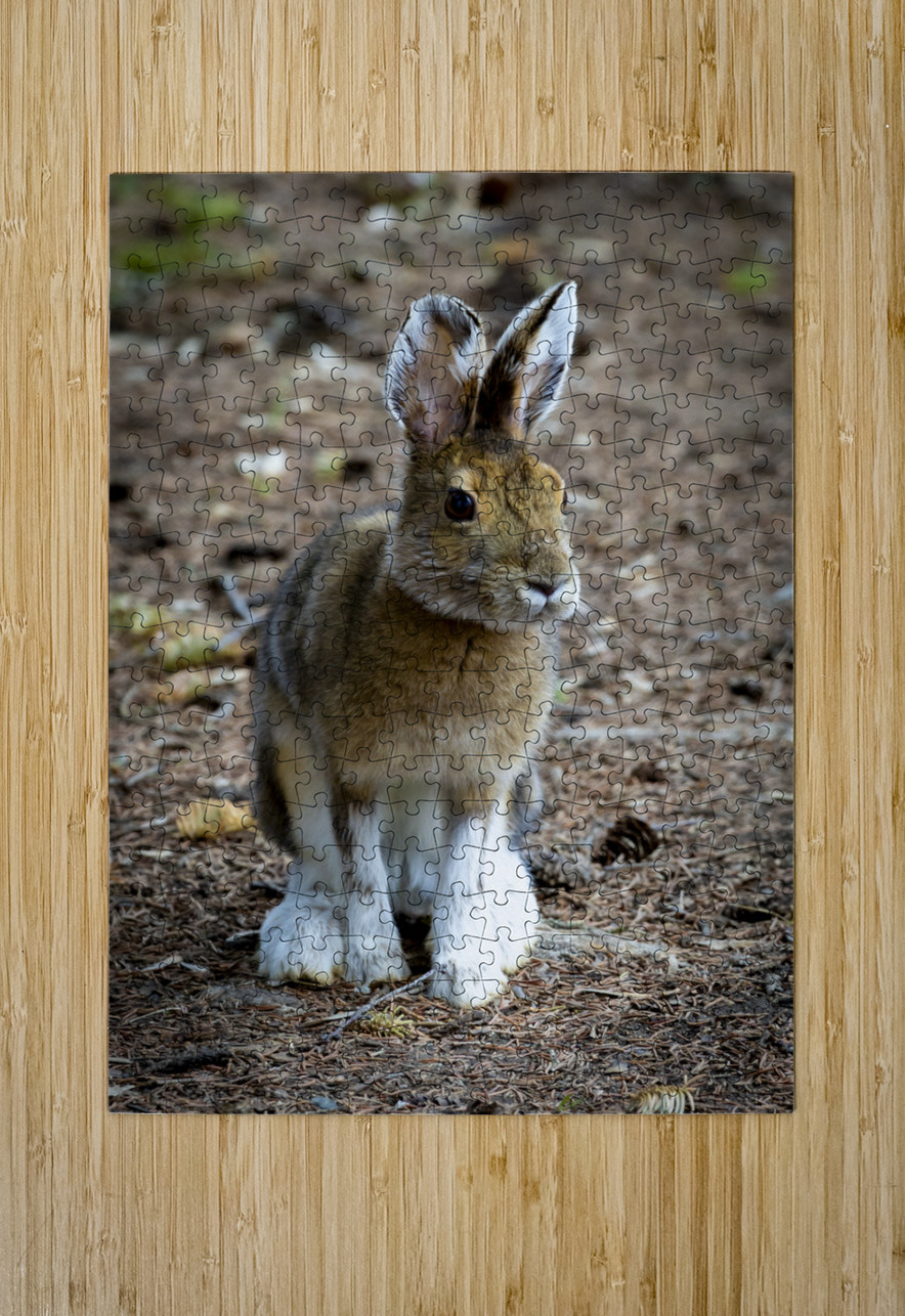 Bunny Marc Gilbert Photography Puzzle printing