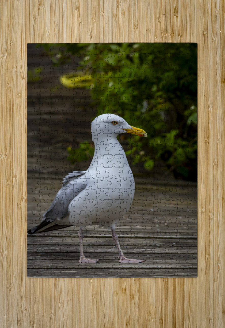 Gull Marc Gilbert Photography Puzzle printing