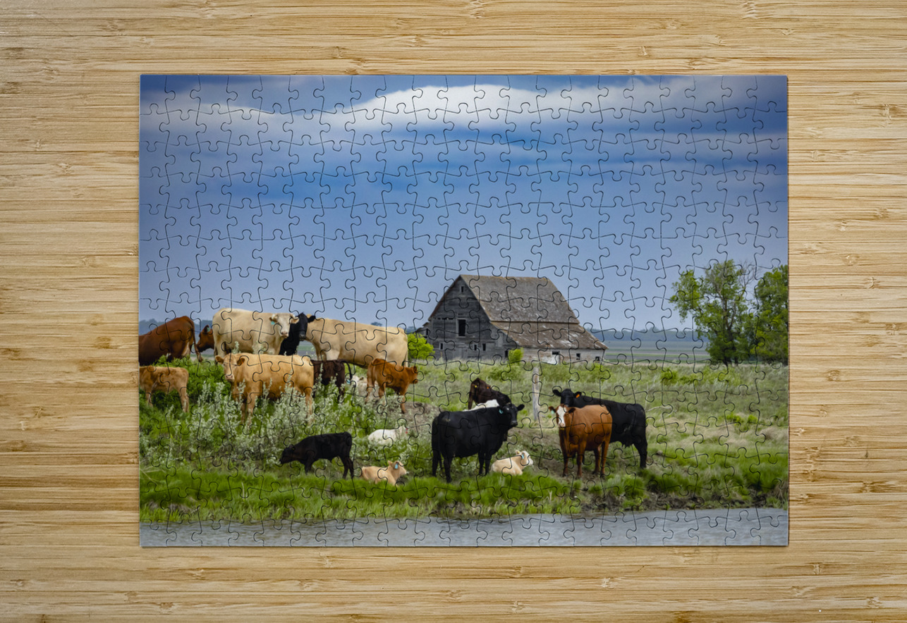 Cattle on a Hill Marc Gilbert Photography Puzzle printing
