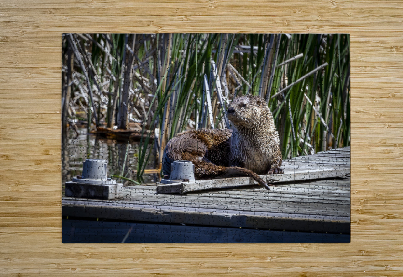 Otter Marc Gilbert Photography Puzzle printing