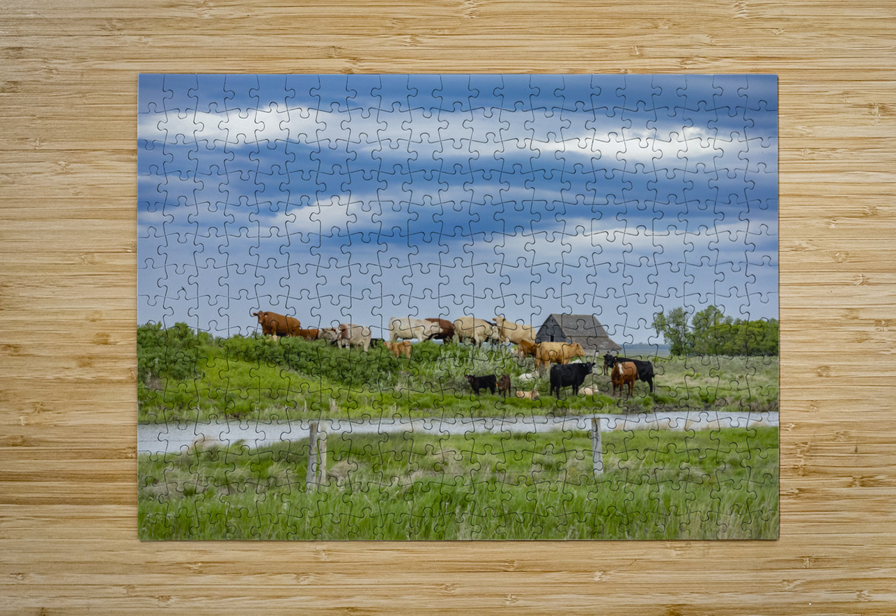 Cattle on a Hill Marc Gilbert Photography Puzzle printing