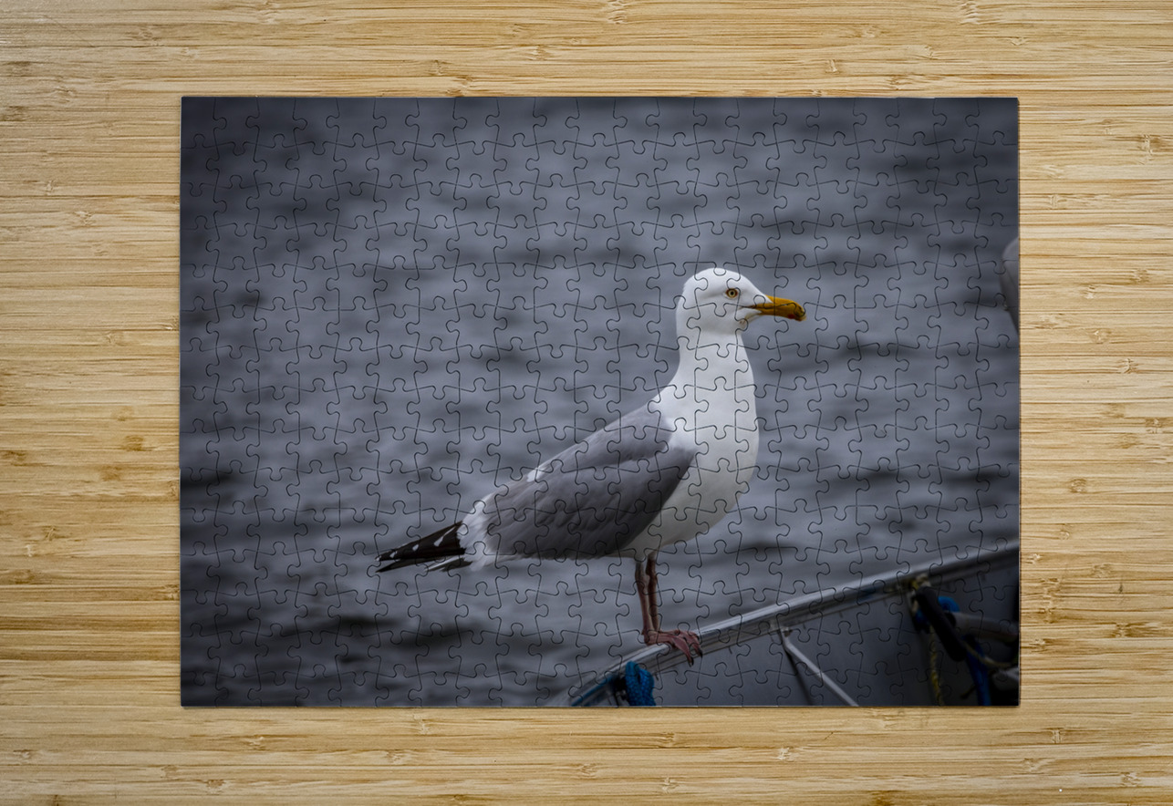 Gull Marc Gilbert Photography Puzzle printing