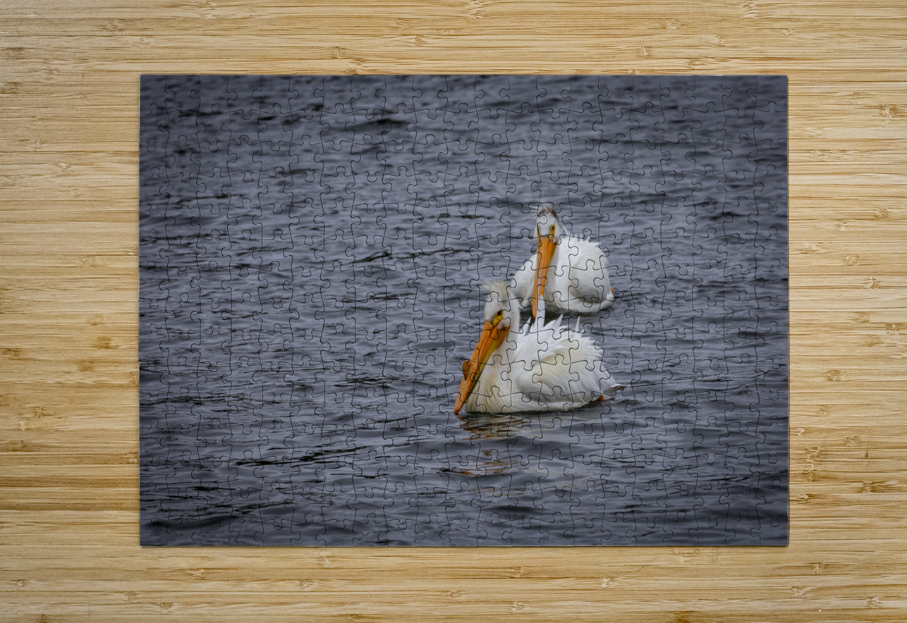 Pelicans Marc Gilbert Photography Puzzle printing