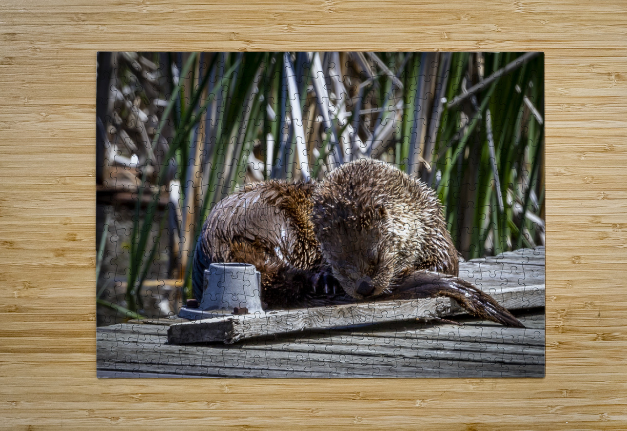 Otter Marc Gilbert Photography Puzzle printing