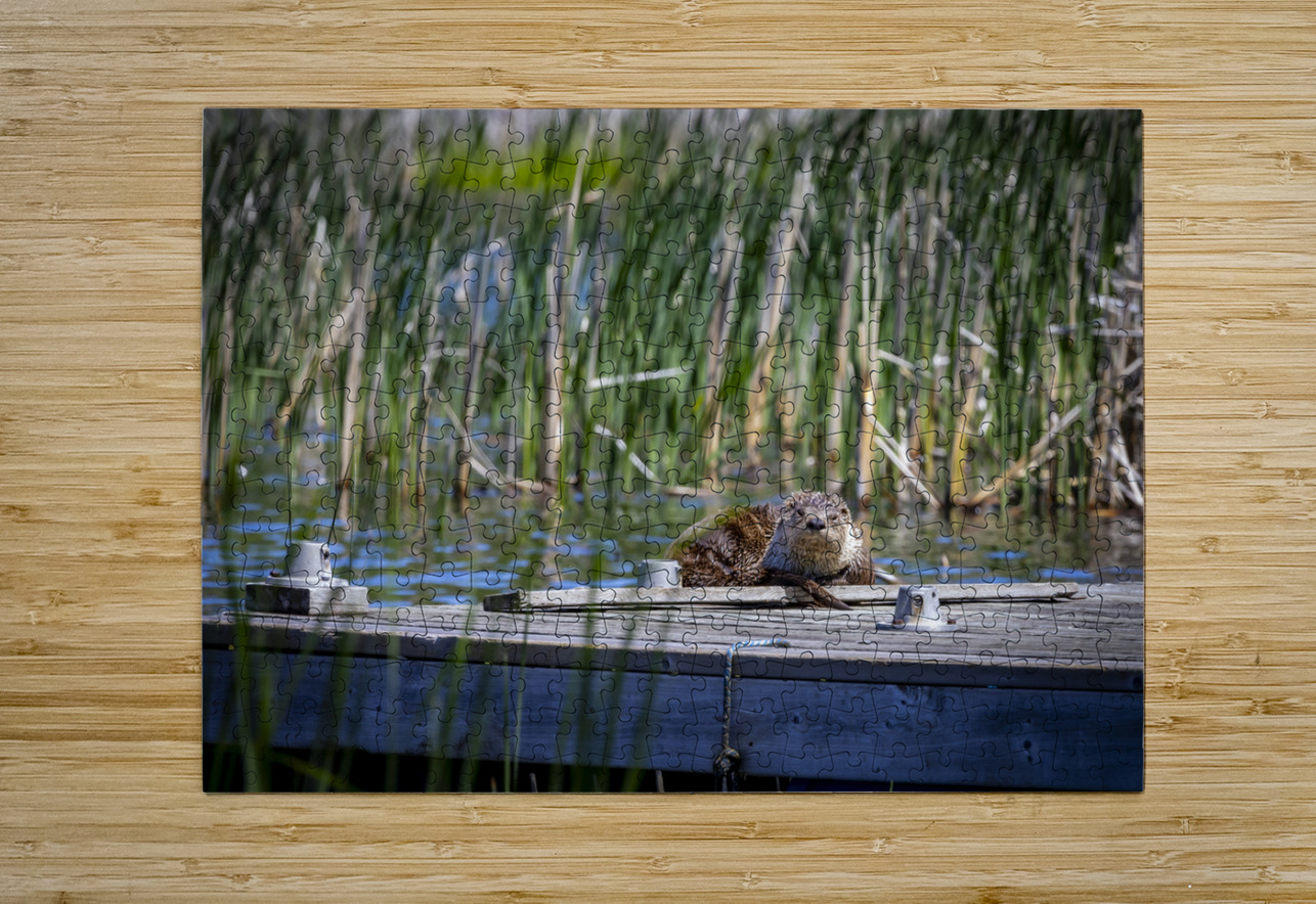 Otter Marc Gilbert Photography Puzzle printing