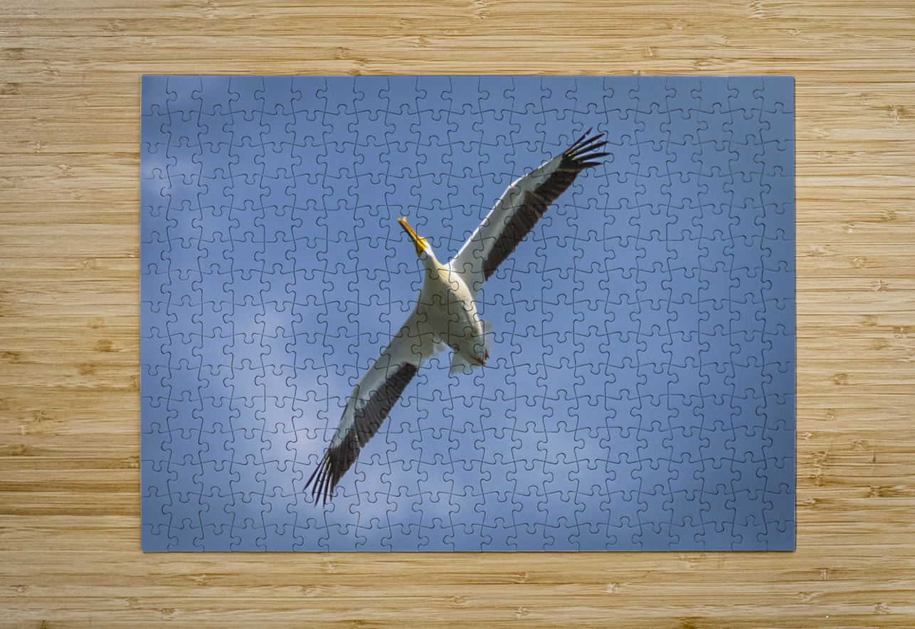 Pelican in Flight Marc Gilbert Photography Puzzle printing