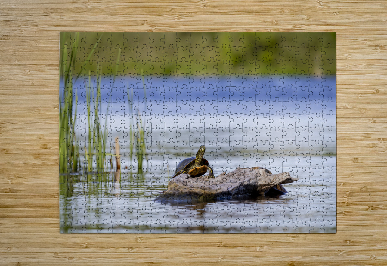 Painted Turtle Marc Gilbert Photography Puzzle printing