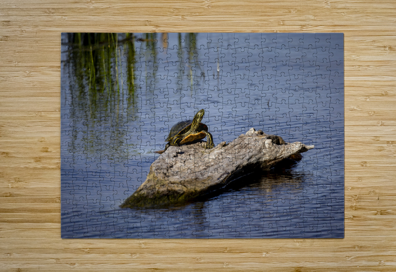Painted Turtle Marc Gilbert Photography Puzzle printing