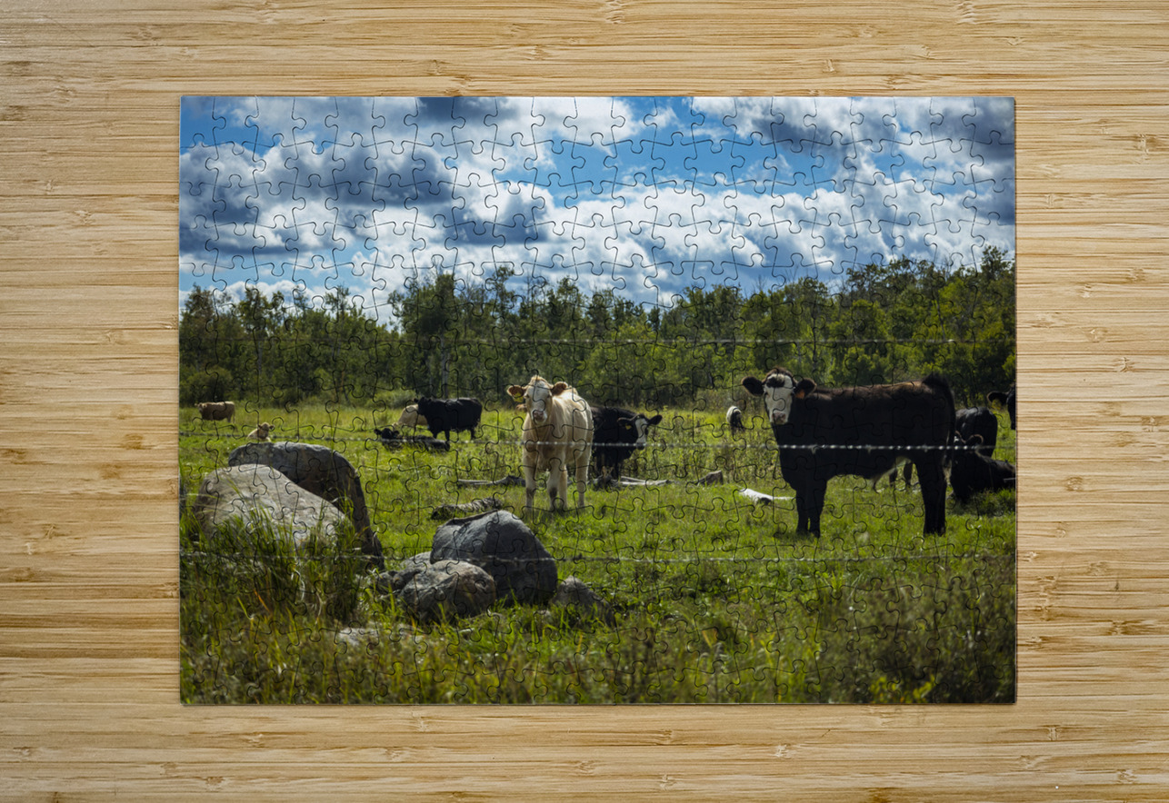 Cattle in Pasture Marc Gilbert Photography Puzzle printing