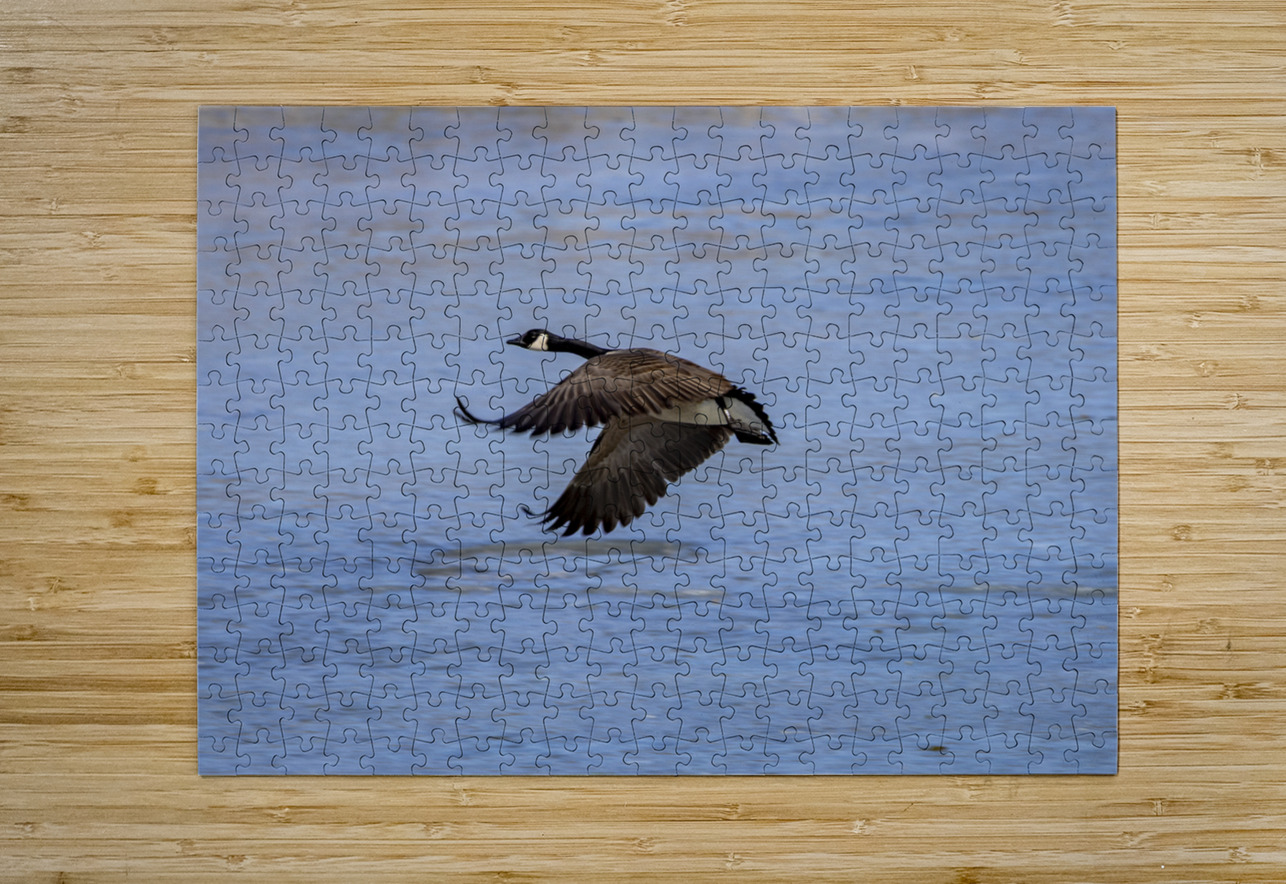 Goose in Flight Marc Gilbert Photography Puzzle printing