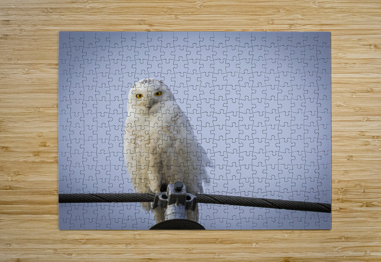 Snowy Owl Marc Gilbert Photography Puzzle printing