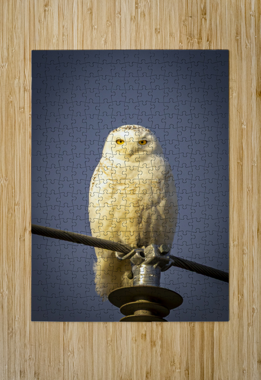 Snowy Owl in the Sun Marc Gilbert Photography Puzzle printing